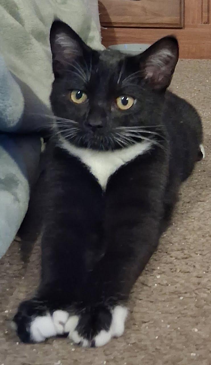 Enlarge Sissy, a Adoptable Domestic Short Hair in Walnut Creek, CA image 2/3