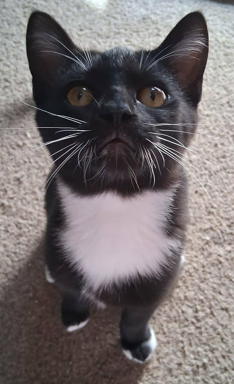 Enlarge Sissy, a Adoptable Domestic Short Hair in Walnut Creek, CA image 3/3