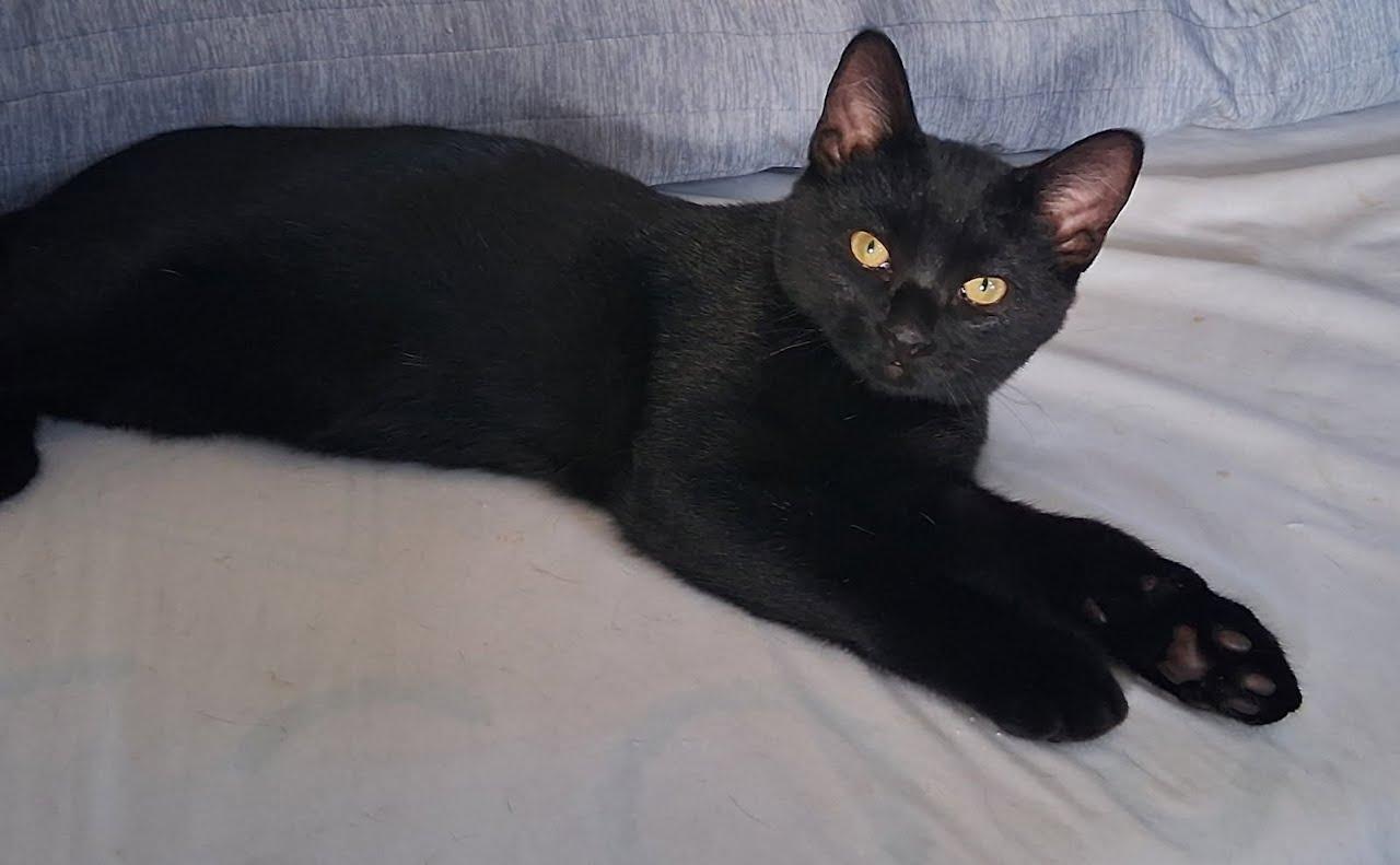 Enlarge Sissy & Dude, a Adoptable Domestic Short Hair in Walnut Creek, CA image 3/3