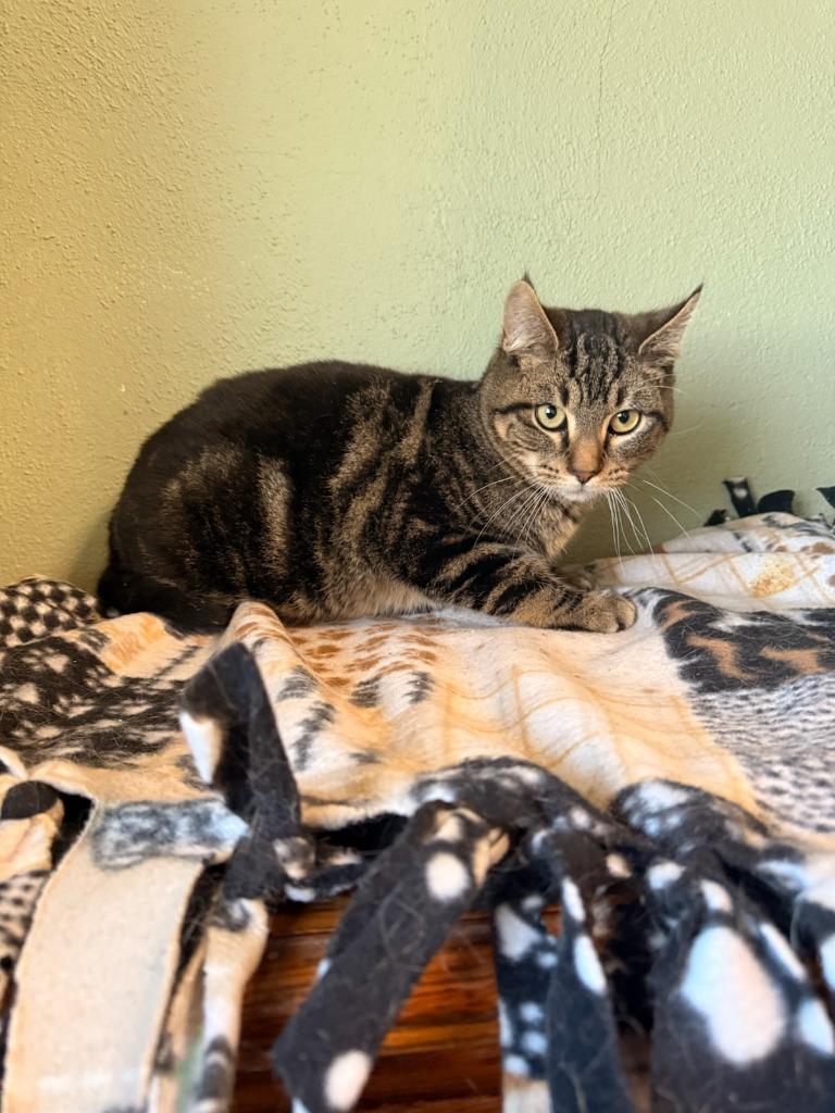 Cedar, Adoptable, Young Male Domestic Short Hair.