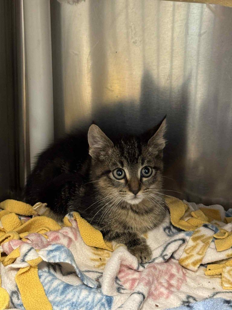 Enlarge Cedar, a Adoptable mixed breed in Boone, IA image 2/3