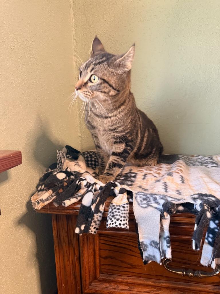 Enlarge Cedar, a Adoptable mixed breed in Boone, IA image 3/3