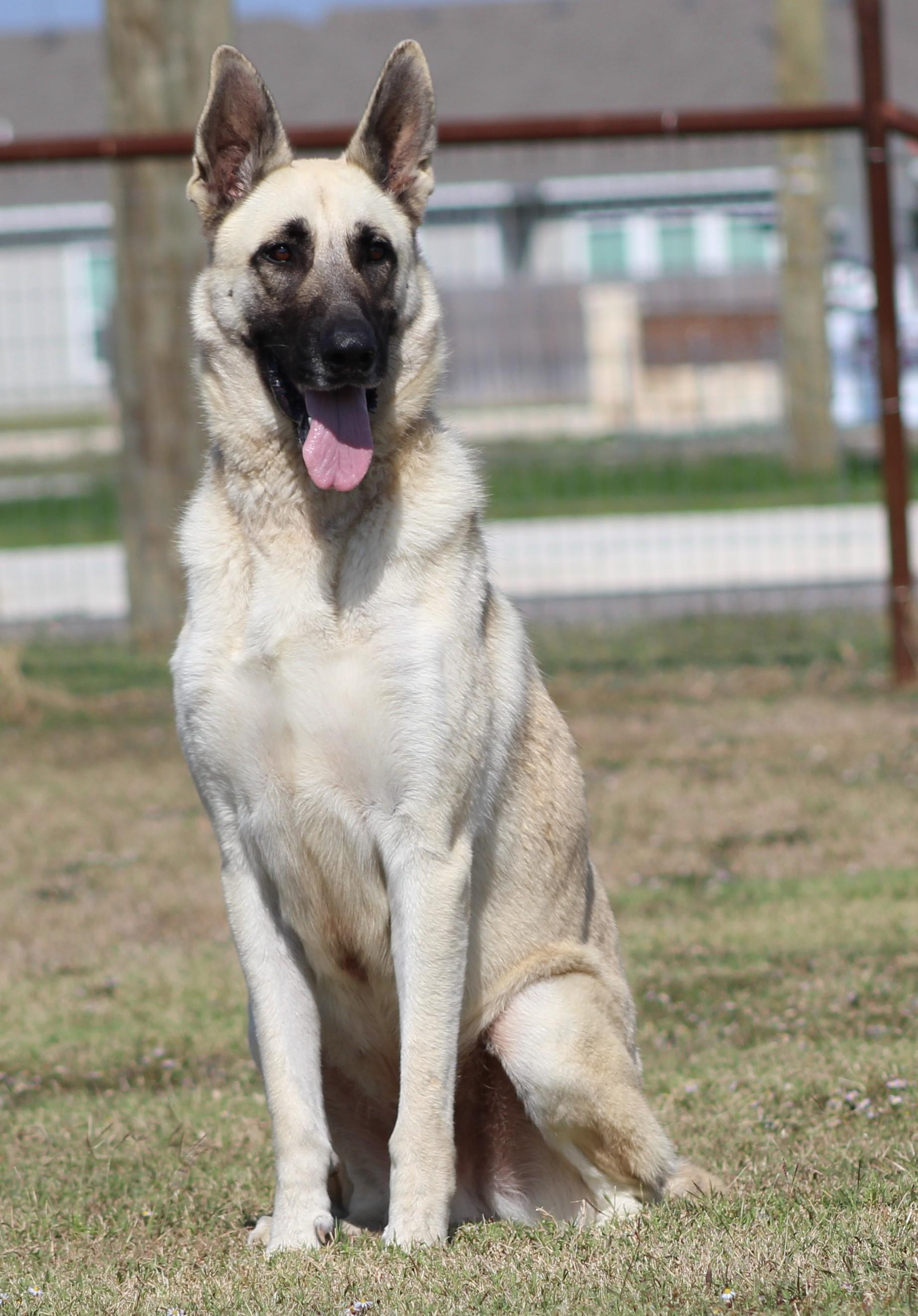 Enlarge Pecos, a Adoptable German Shepherd Dog in Temple, TX image 4/5