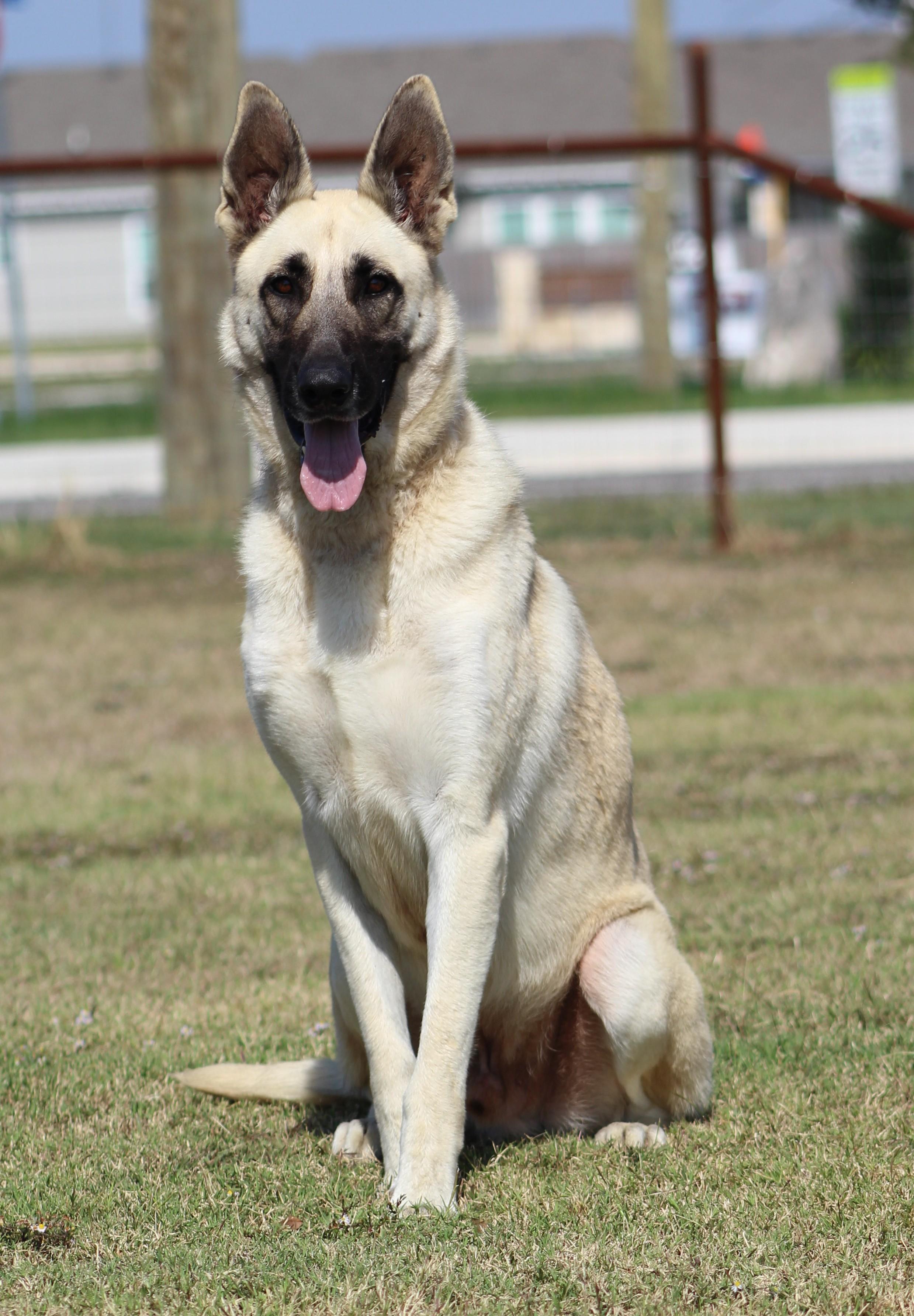 Enlarge Pecos, a Adoptable German Shepherd Dog in Temple, TX image 1/5