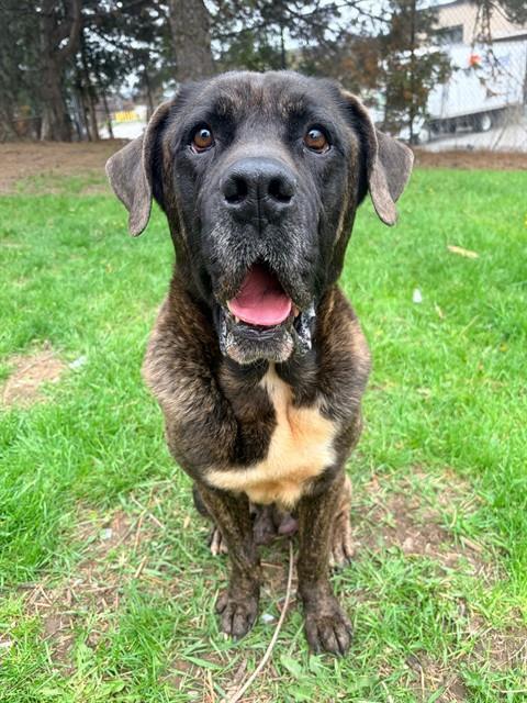 BENJI, Adoptable, Adult Male Mastiff.