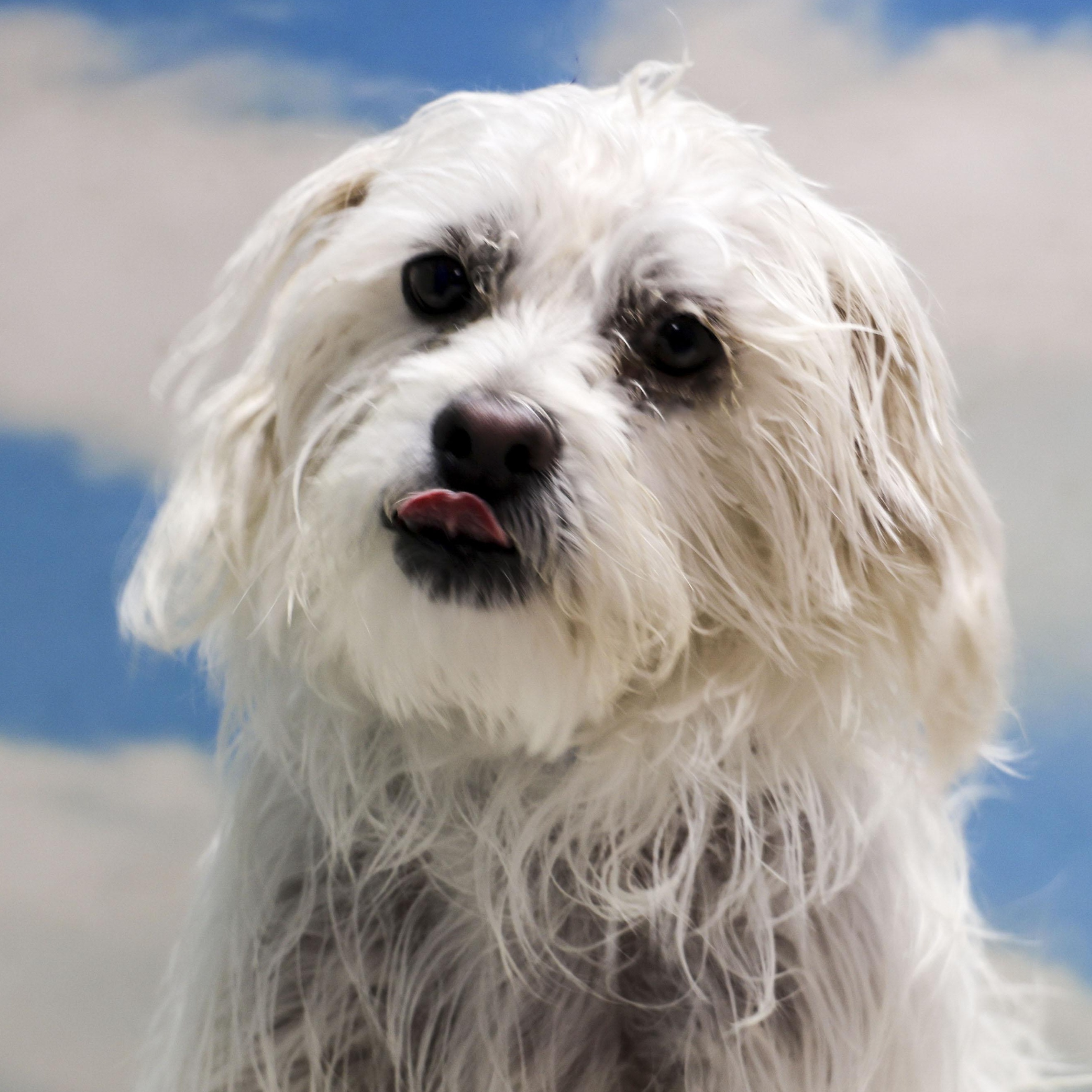 Barkley, adopted, Adult Male Wirehaired Terrier.