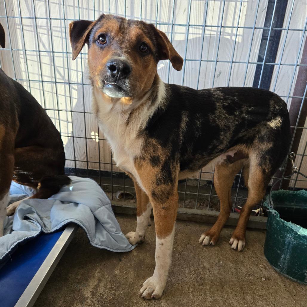 Enlarge Thibodaux, a ADOPTABLE mixed breed in Graham, TX image 3/3