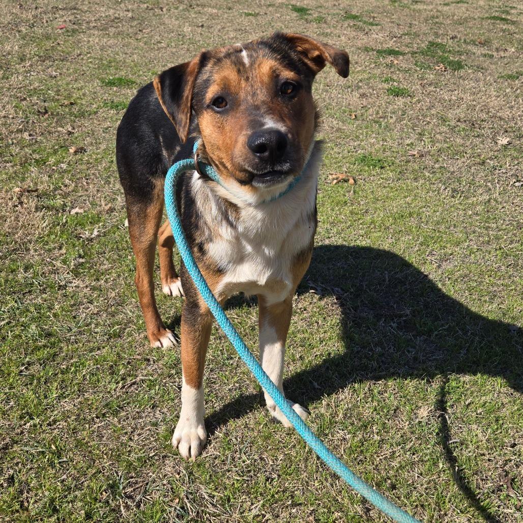 Enlarge Thibodaux, a ADOPTABLE mixed breed in Graham, TX image 2/3