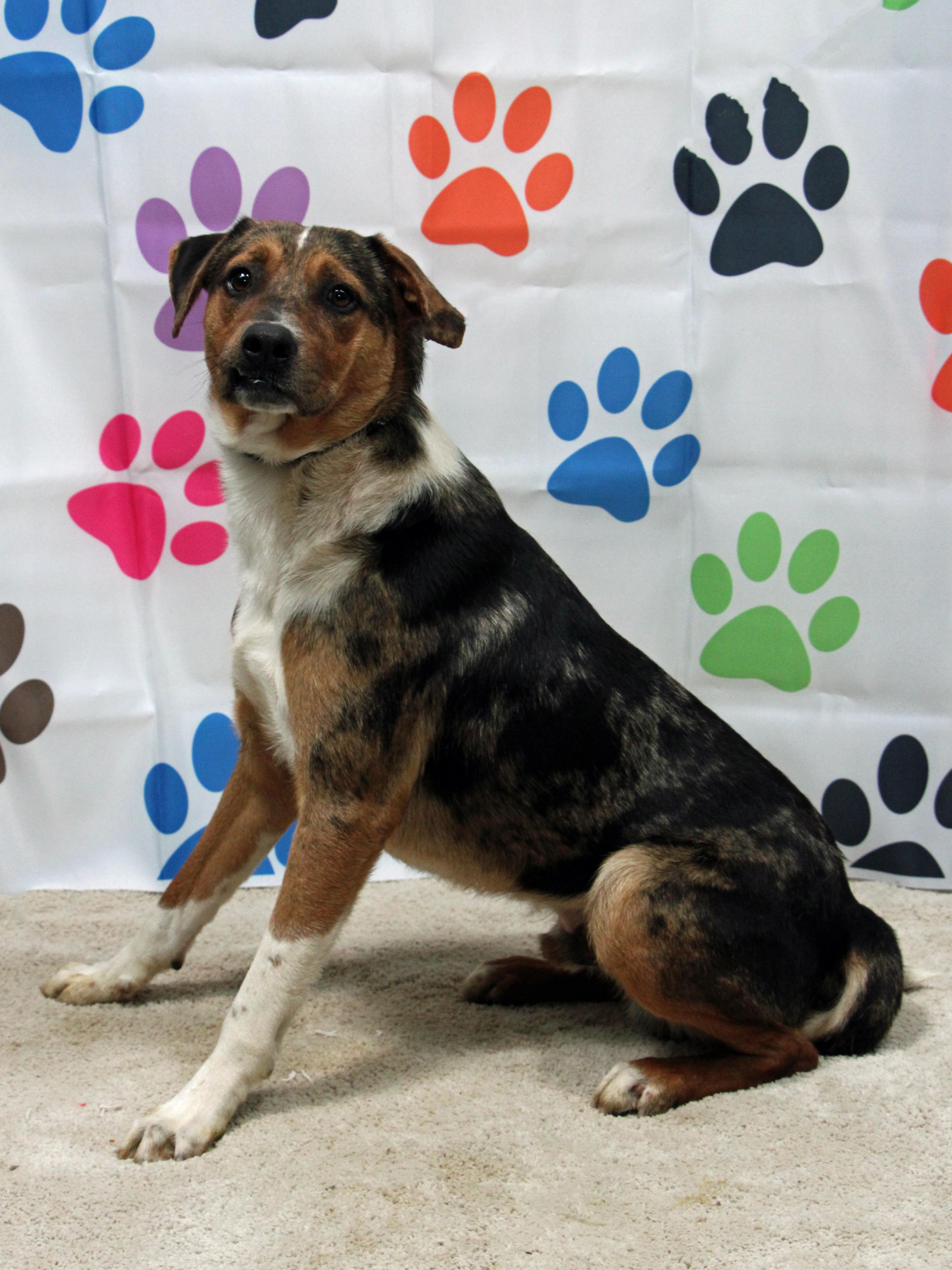 Enlarge Thibodaux, a ADOPTABLE mixed breed in Graham, TX image 1/3