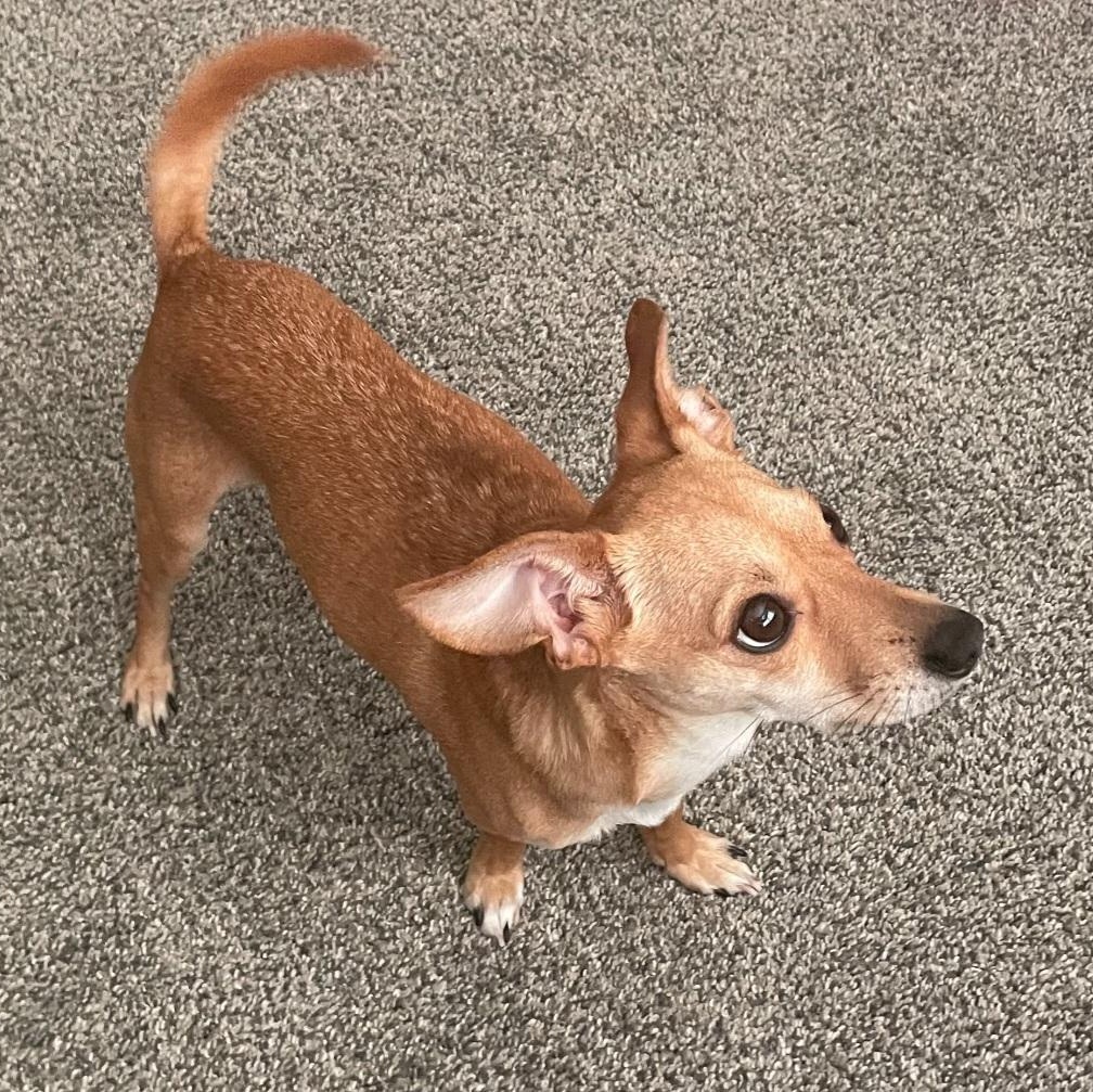 Eddie, adopted, Adult Male Chihuahua.