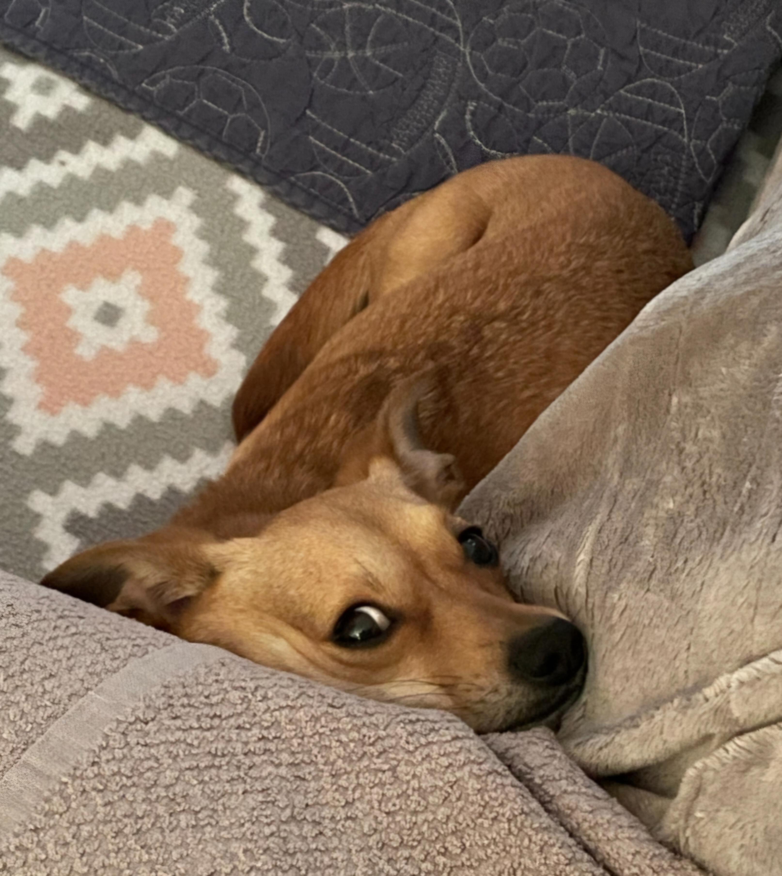 Eddie, an adopted mixed breed in Omaha, NE image 4/4