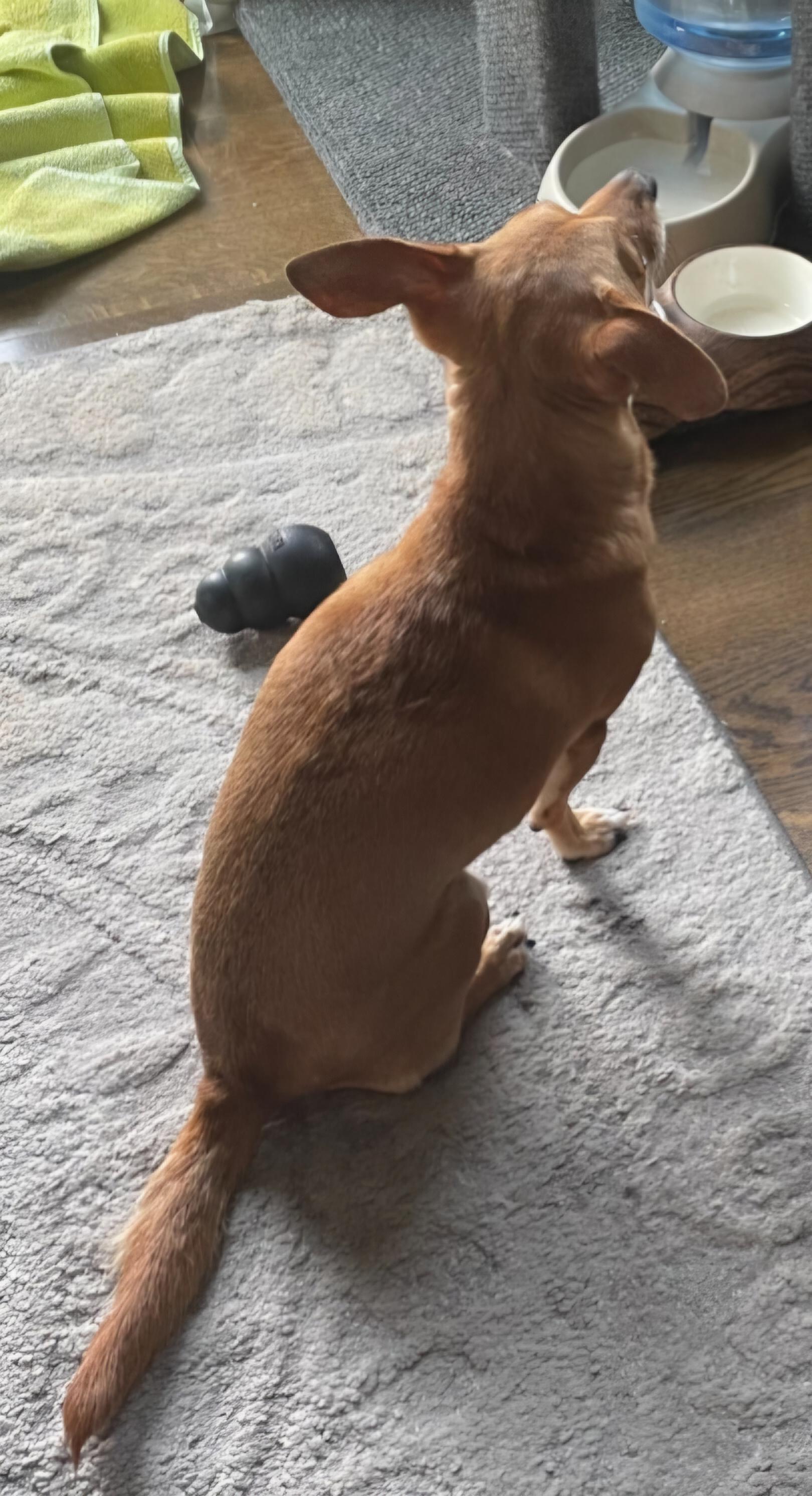 Eddie, an adopted mixed breed in Omaha, NE image 3/4