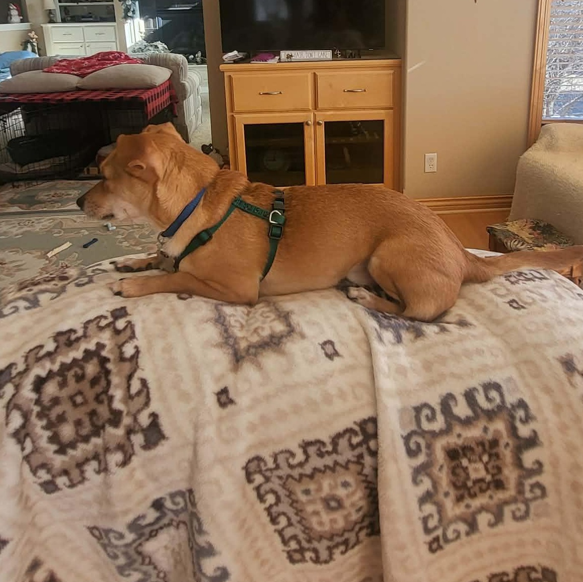 Eddie, an adopted mixed breed in Omaha, NE image 2/4