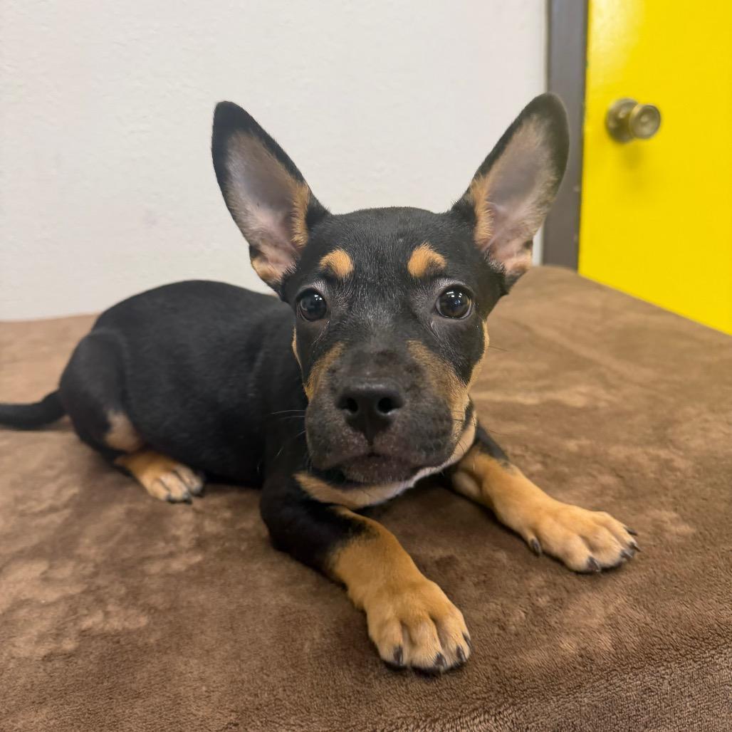 Gilda, Adoptable, Puppy Female Pit Bull Terrier & Mixed Breed.