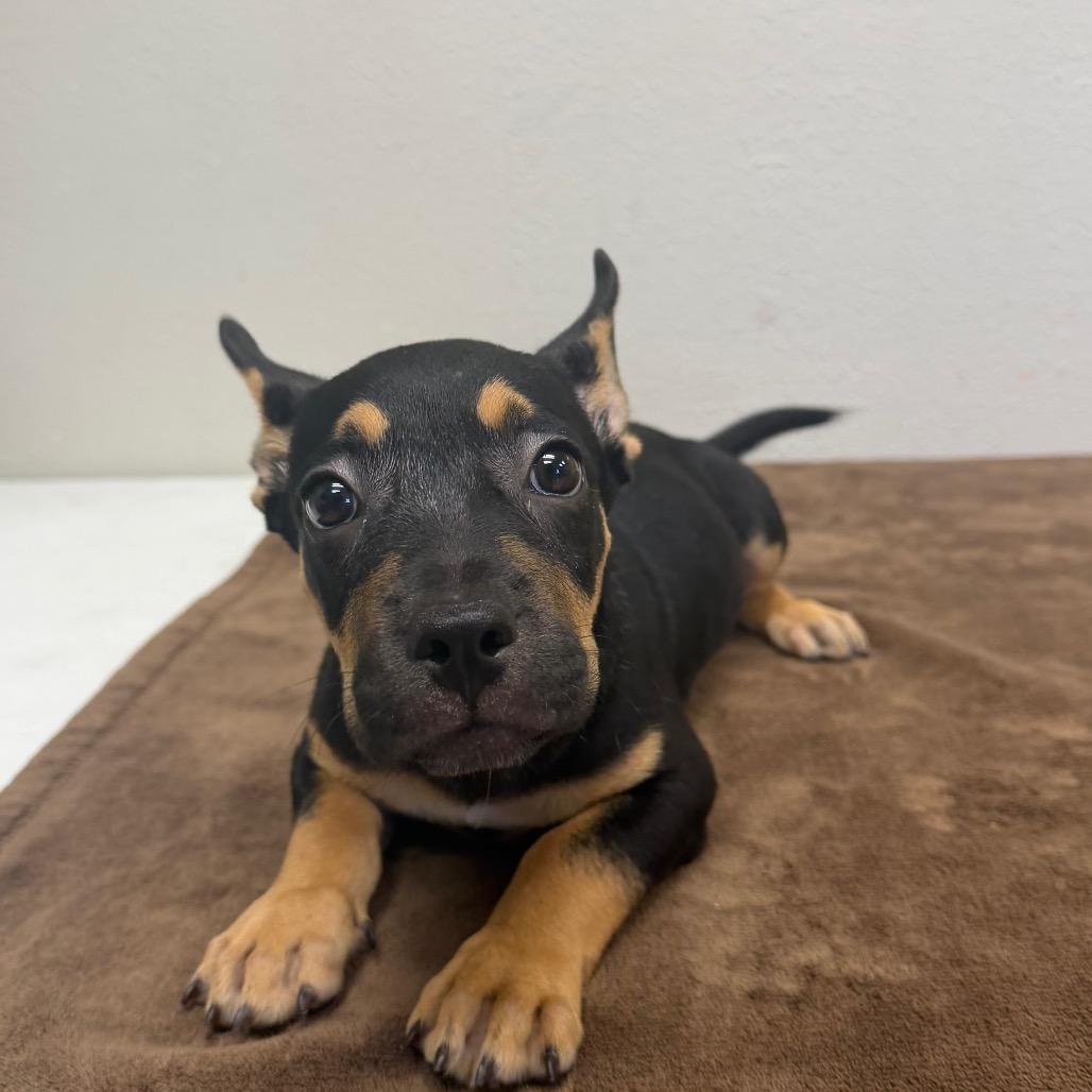 Gilda, a Adoptable mixed breed in Bryan, TX image 2/4