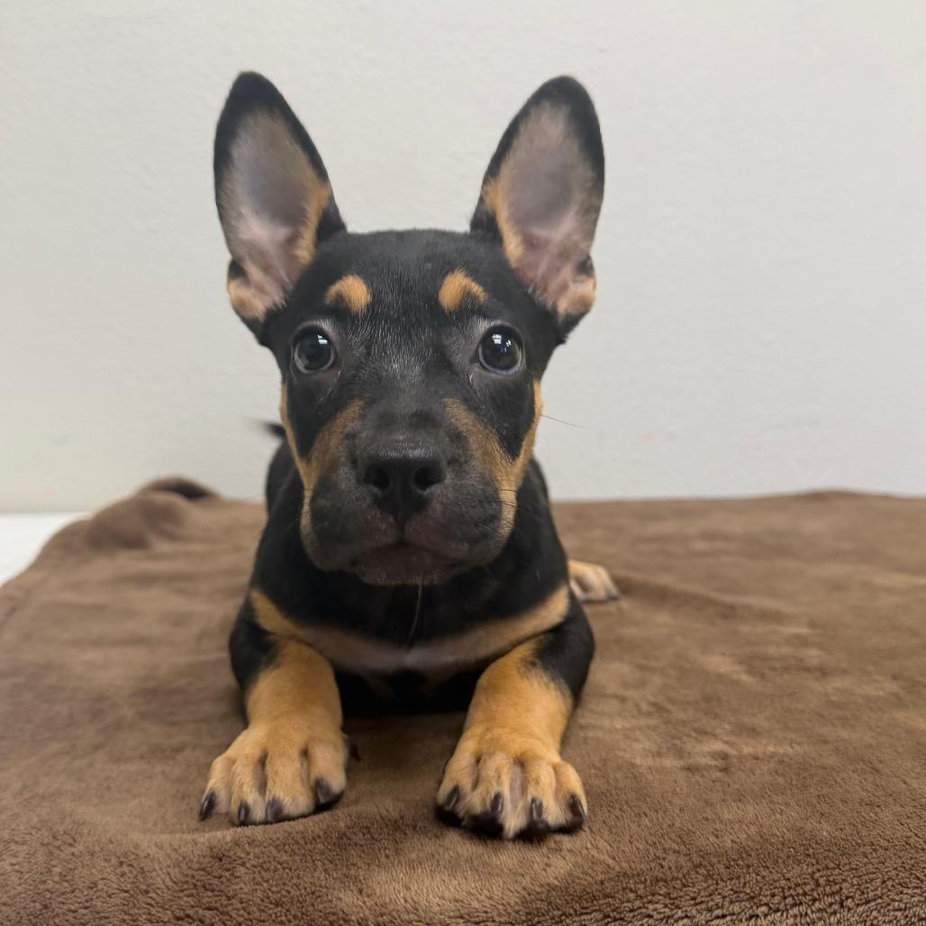Gilda, a Adoptable mixed breed in Bryan, TX image 3/4