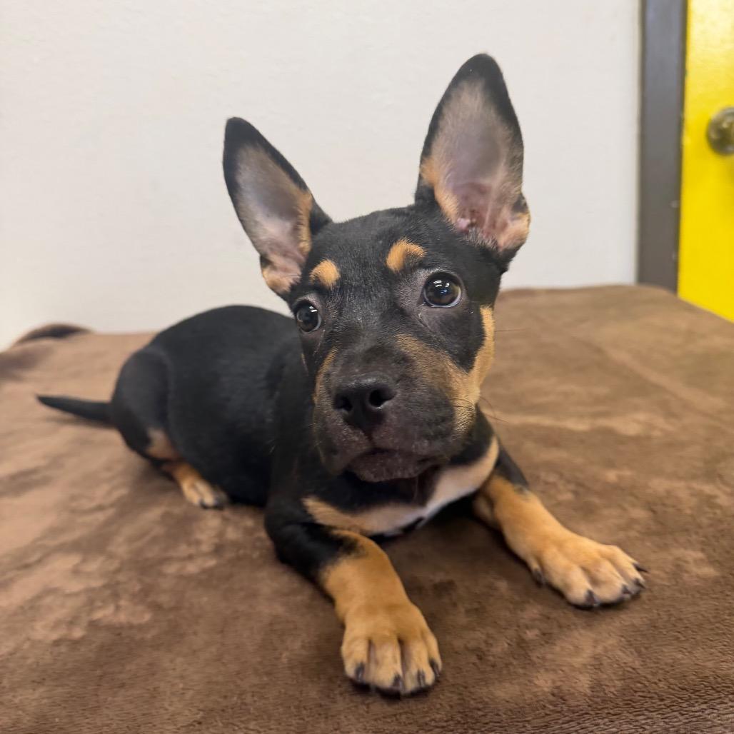 Gilda, a Adoptable mixed breed in Bryan, TX image 4/4