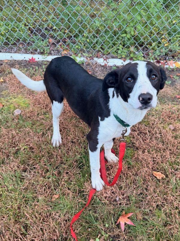 Enlarge Penny, a Adopted mixed breed in Carneys Point, NJ image 4/4