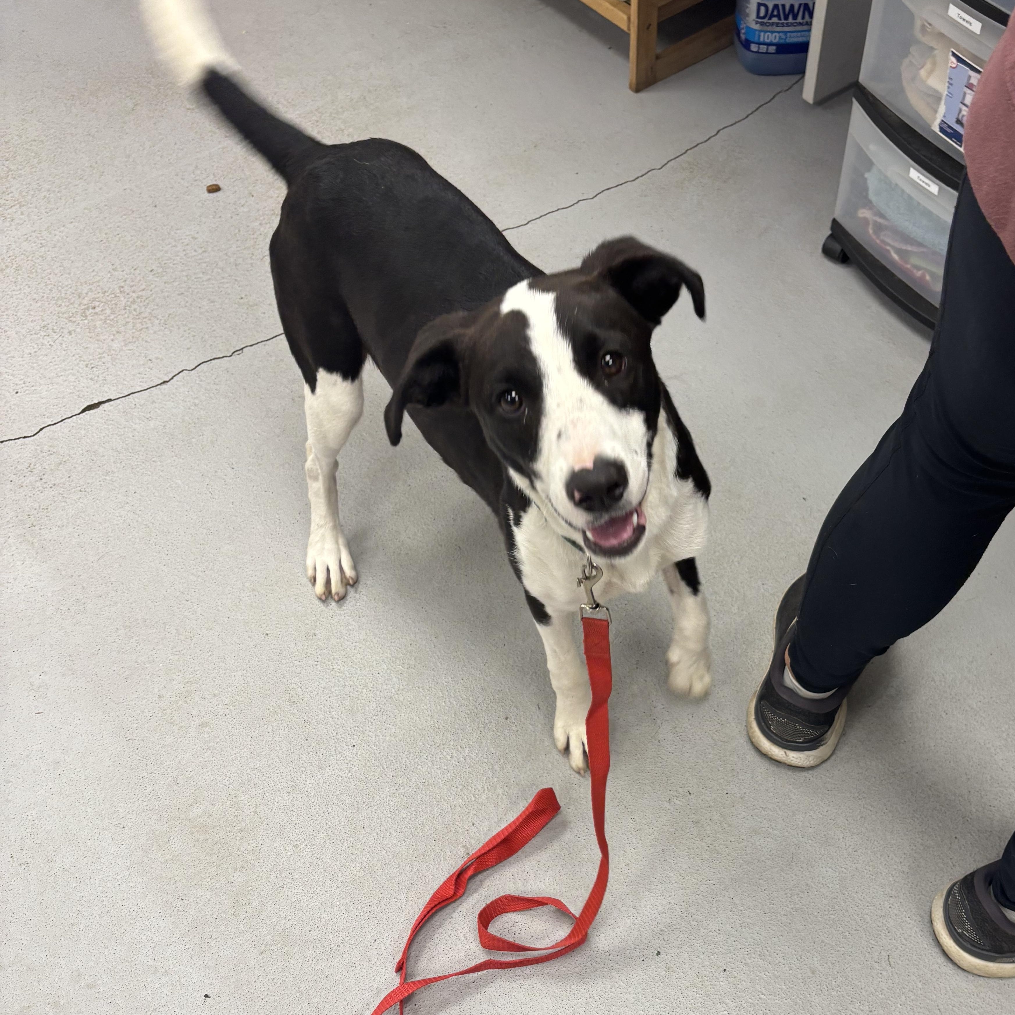 Enlarge Penny, a Adopted mixed breed in Carneys Point, NJ image 2/4