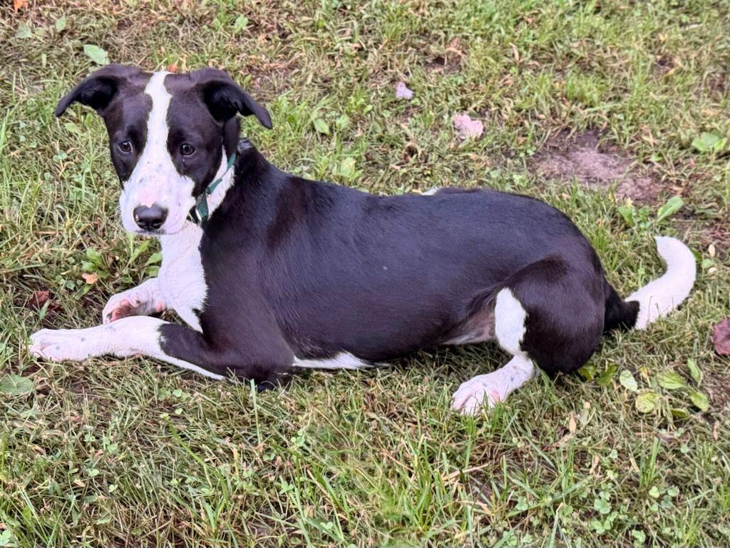 Enlarge Penny, a Adopted mixed breed in Carneys Point, NJ image 3/4