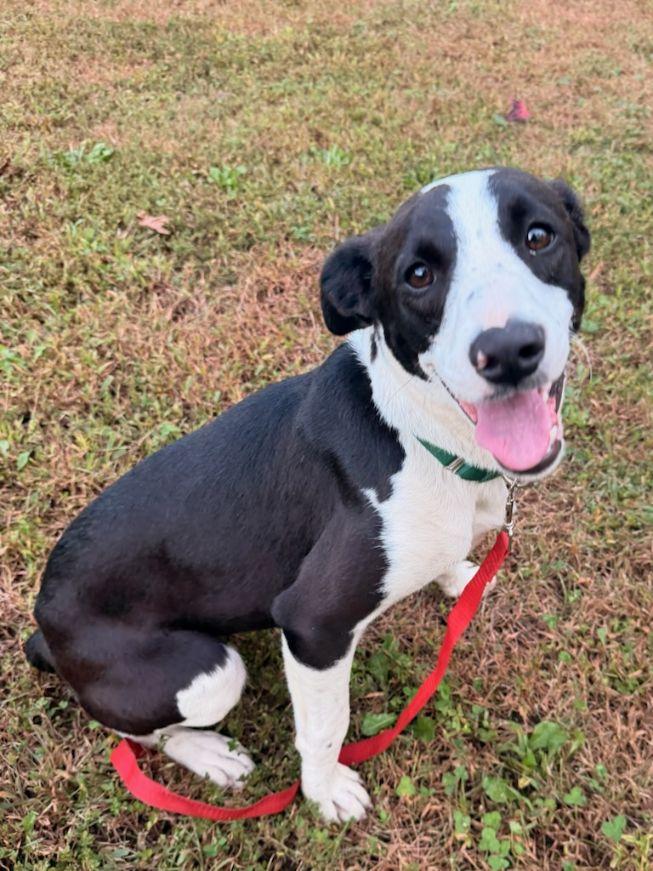 Enlarge Penny, a Adopted mixed breed in Carneys Point, NJ image 1/4