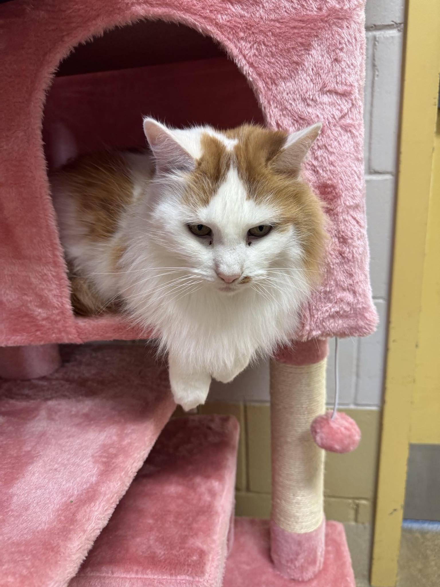 Enlarge Lucy, a Adoptable Domestic Long Hair in Wading River, NY image 1/5