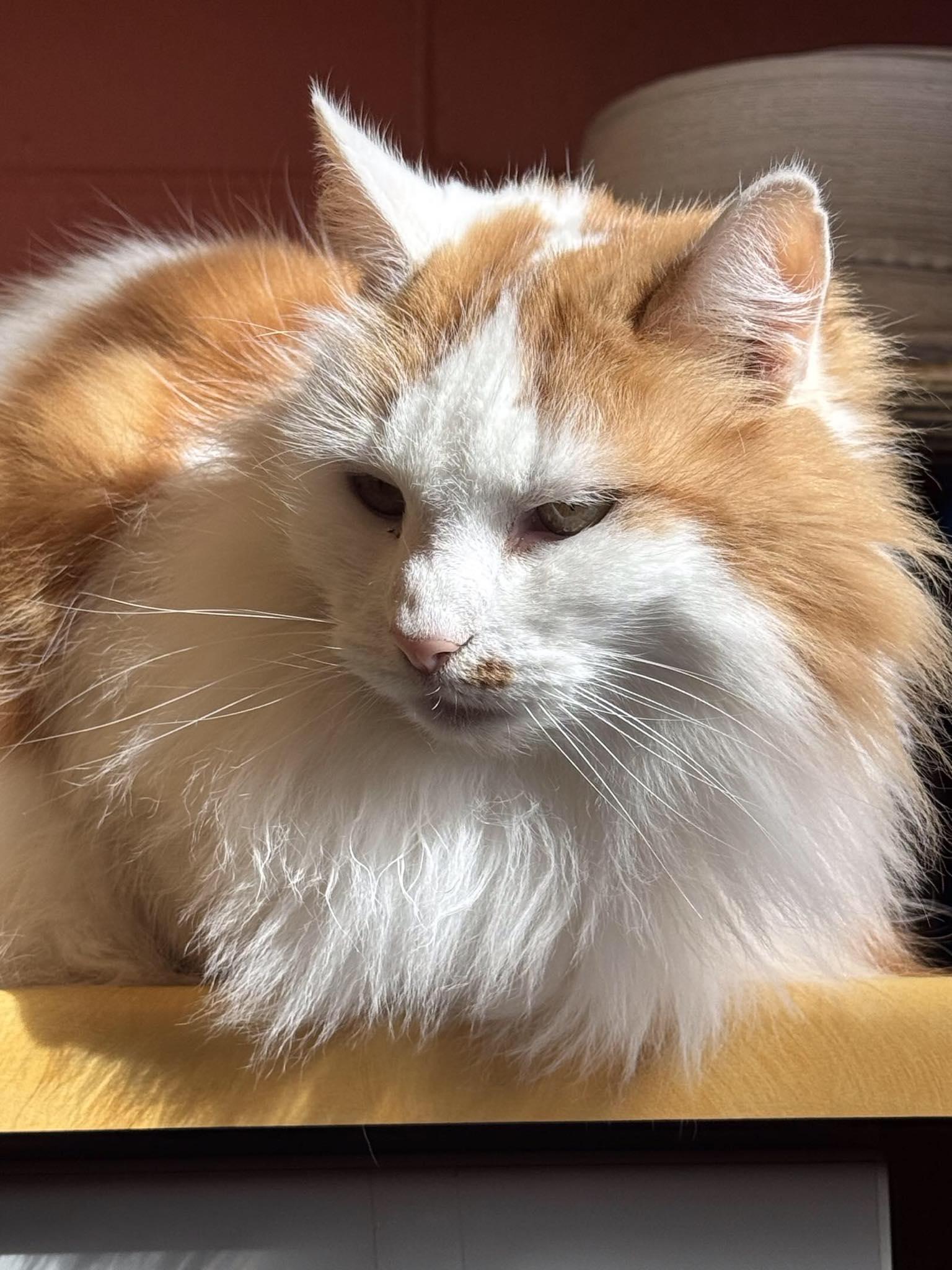 Enlarge Lucy, a Adoptable Domestic Long Hair in Wading River, NY image 2/5