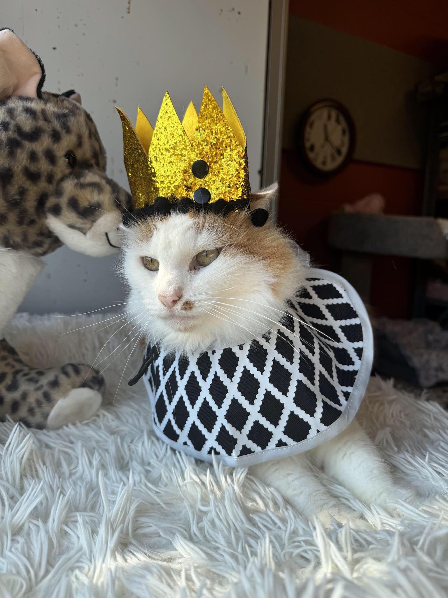 Enlarge Lucy, a Adoptable Domestic Long Hair in Wading River, NY image 3/5