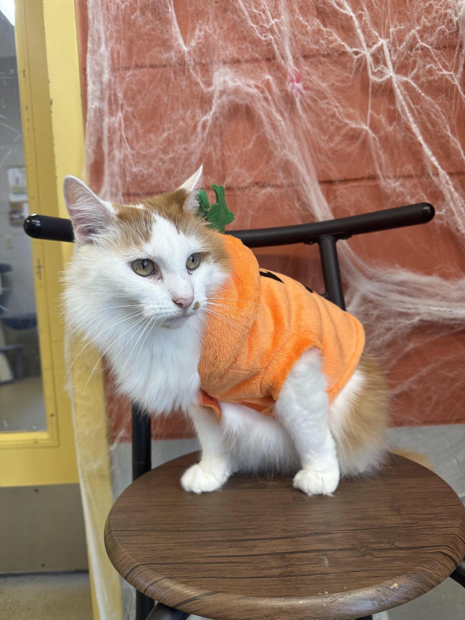 Enlarge Lucy, a Adoptable Domestic Long Hair in Wading River, NY image 5/5