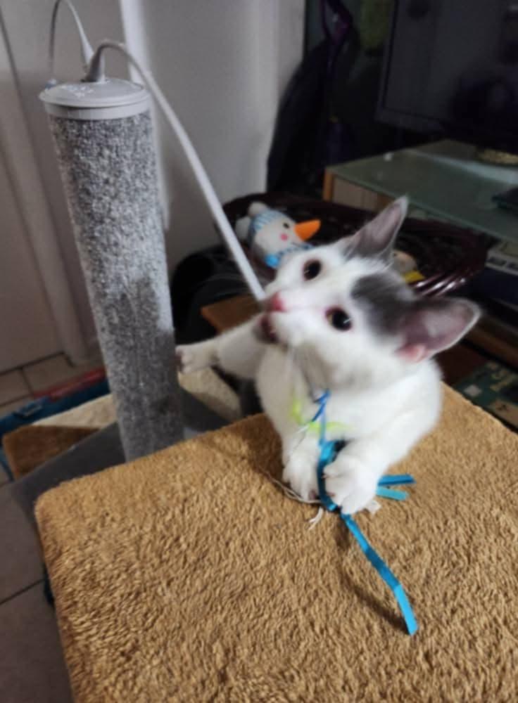 Zeb (bonded with Lucy), a Adoptable Domestic Short Hair in Ann Arbor, MI image 2/4