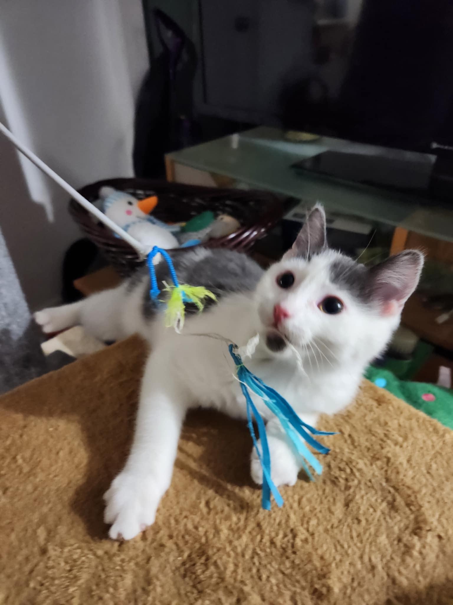 Zeb (bonded with Lucy), a Adoptable Domestic Short Hair in Ann Arbor, MI image 4/4