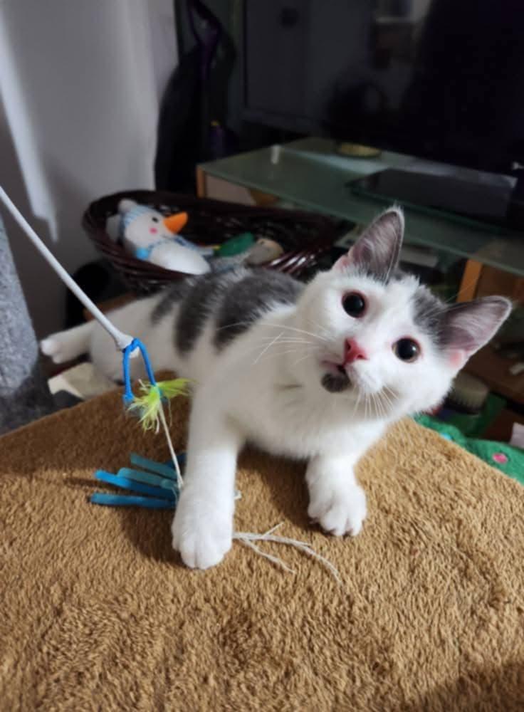 Zeb (bonded with Lucy), a Adoptable Domestic Short Hair in Ann Arbor, MI image 1/4