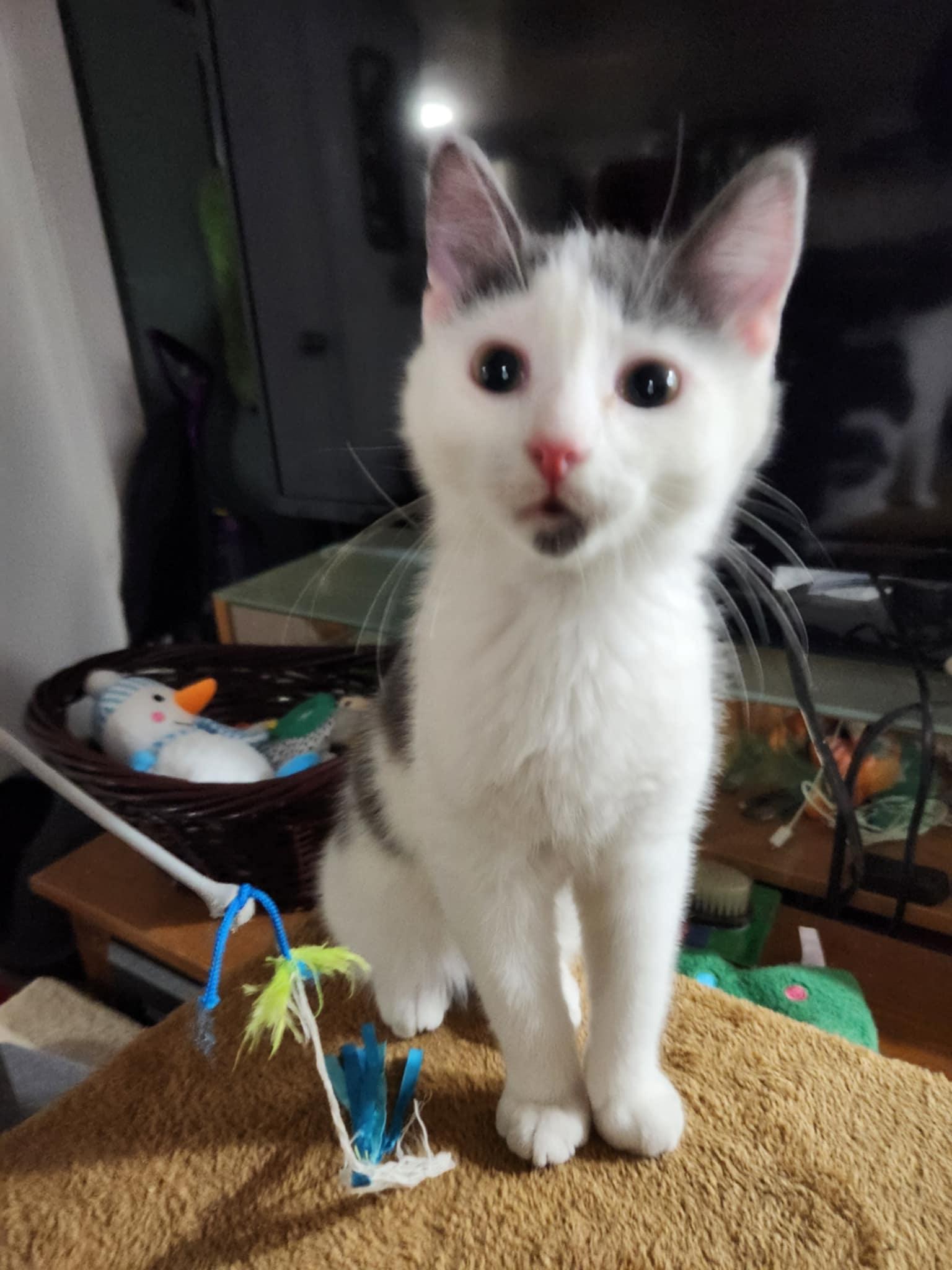 Zeb (bonded with Lucy), a Adoptable Domestic Short Hair in Ann Arbor, MI image 3/4