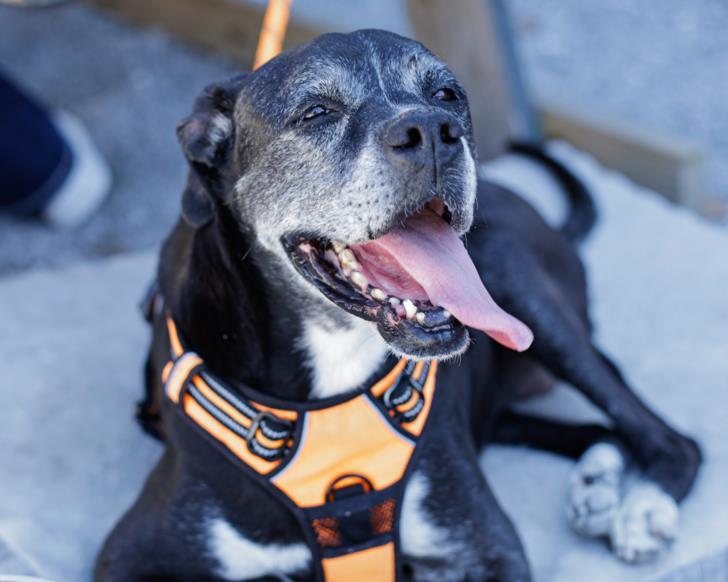 JAZZY, Adoptable, Senior Female Boxer & Mixed Breed.