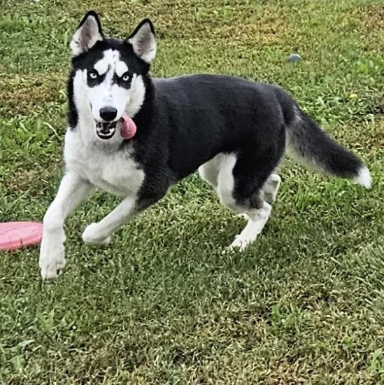 Cloud, Adopted, Young Female Husky.