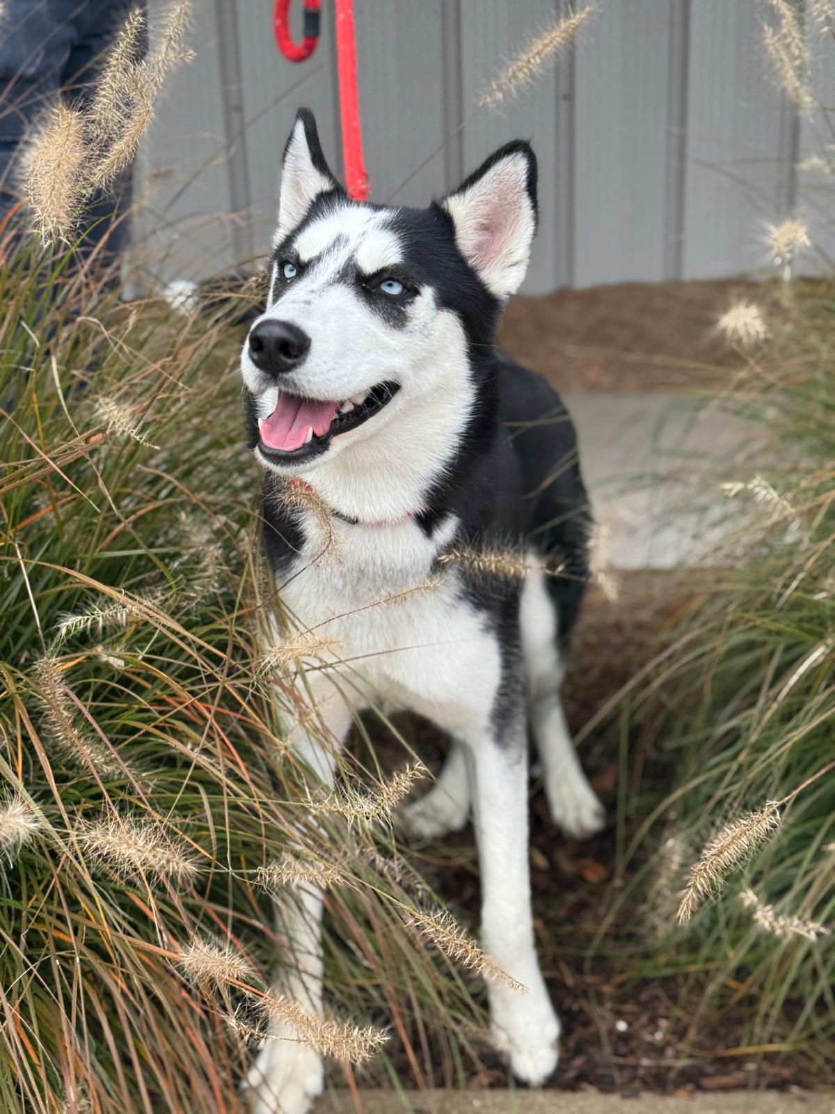 Enlarge Cloud, a Adopted mixed breed in Benton Harbor, MI image 2/4
