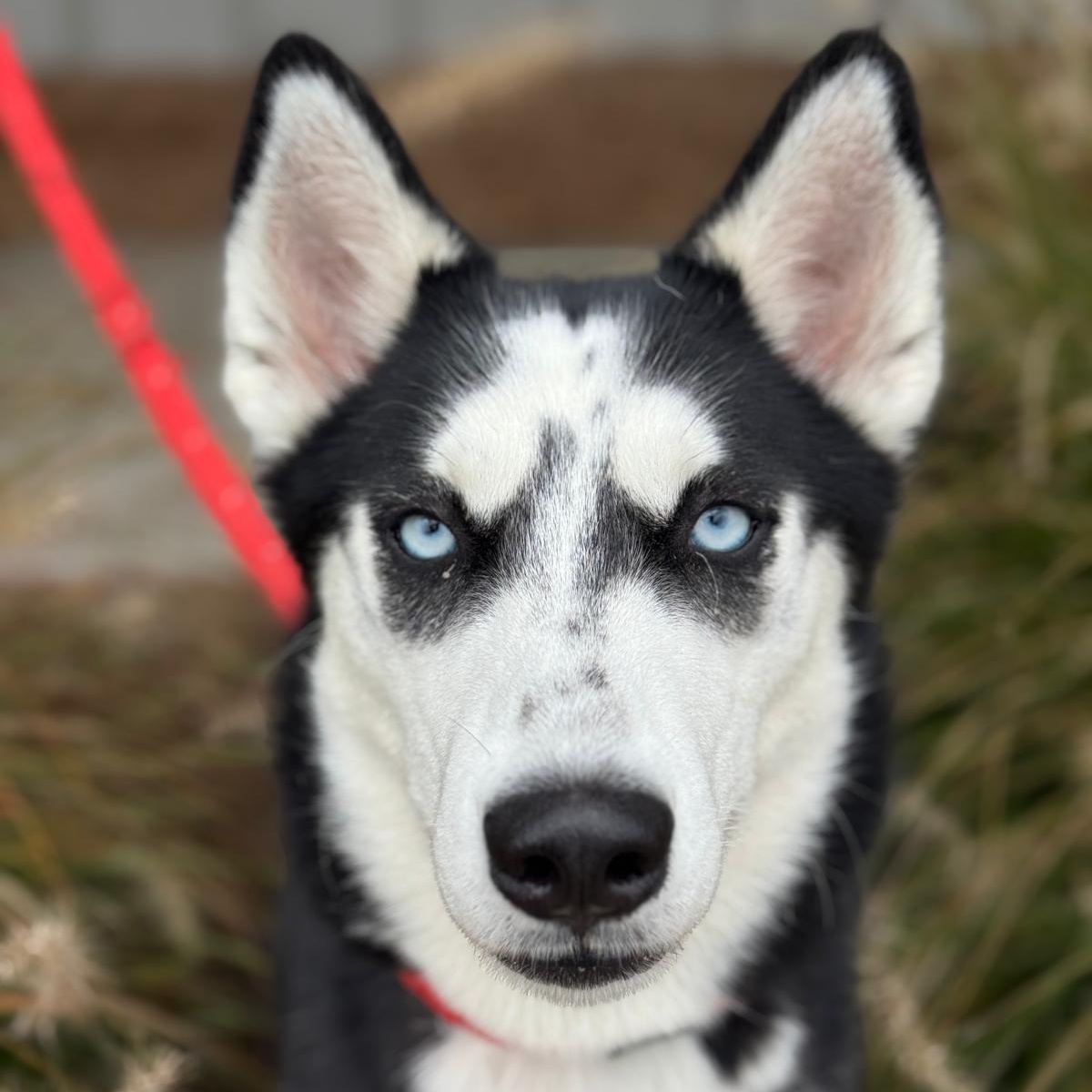 Enlarge Cloud, a Adopted mixed breed in Benton Harbor, MI image 4/4