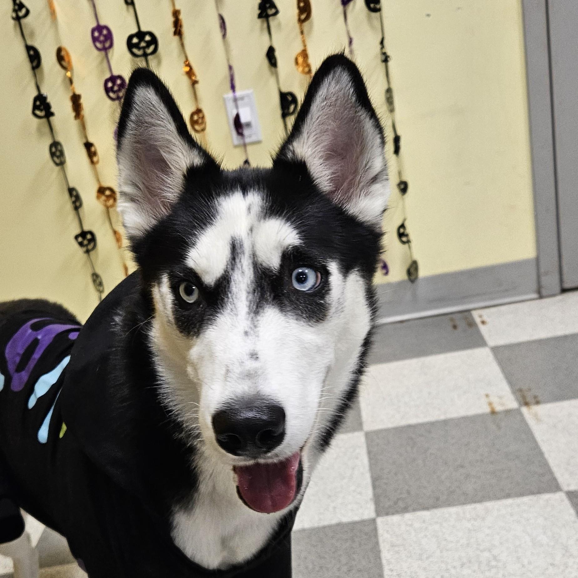 Enlarge Cloud, a Adopted mixed breed in Benton Harbor, MI image 3/4