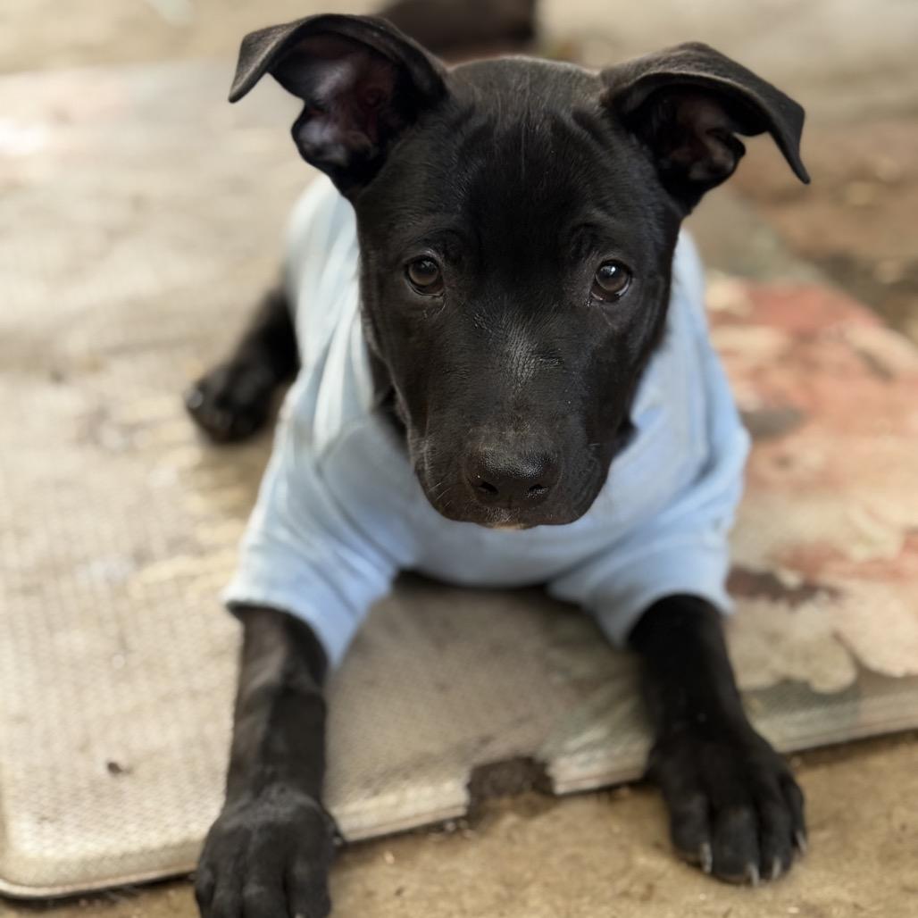 Enlarge Harrison, a Adoptable mixed breed in San Diego, CA image 1/6