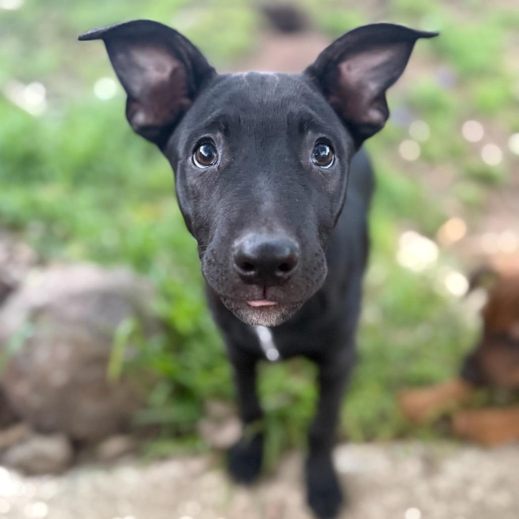 Enlarge Harrison, a Adoptable mixed breed in San Diego, CA image 1/6