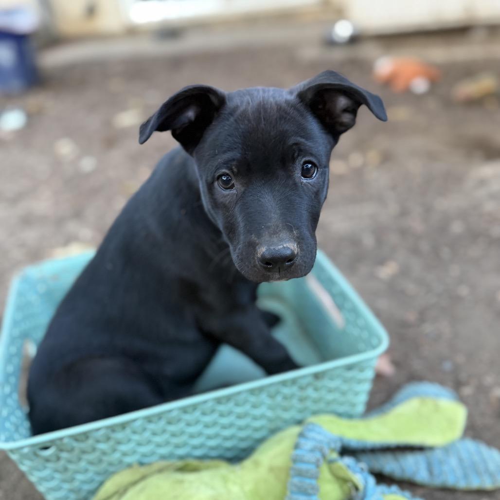 Enlarge Harrison, a Adoptable mixed breed in San Diego, CA image 2/6