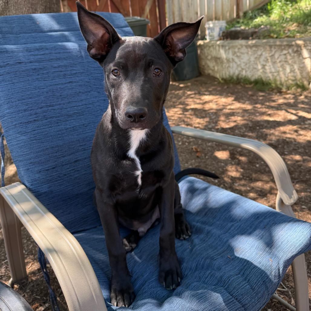 Enlarge Harrison, a Adoptable mixed breed in San Diego, CA image 1/6