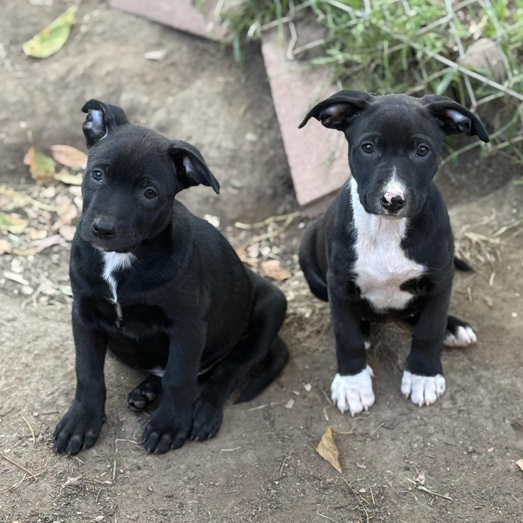 Enlarge Harrison, a Adoptable mixed breed in San Diego, CA image 3/6