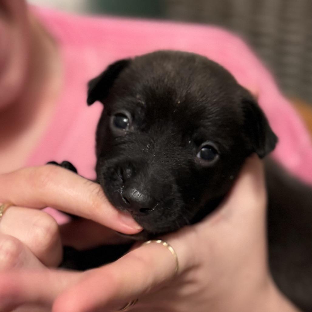 Enlarge Harry, a Adoptable mixed breed in San Diego, CA image 1/5