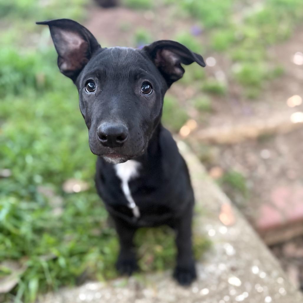 Enlarge Harrison, a Adoptable mixed breed in San Diego, CA image 4/6