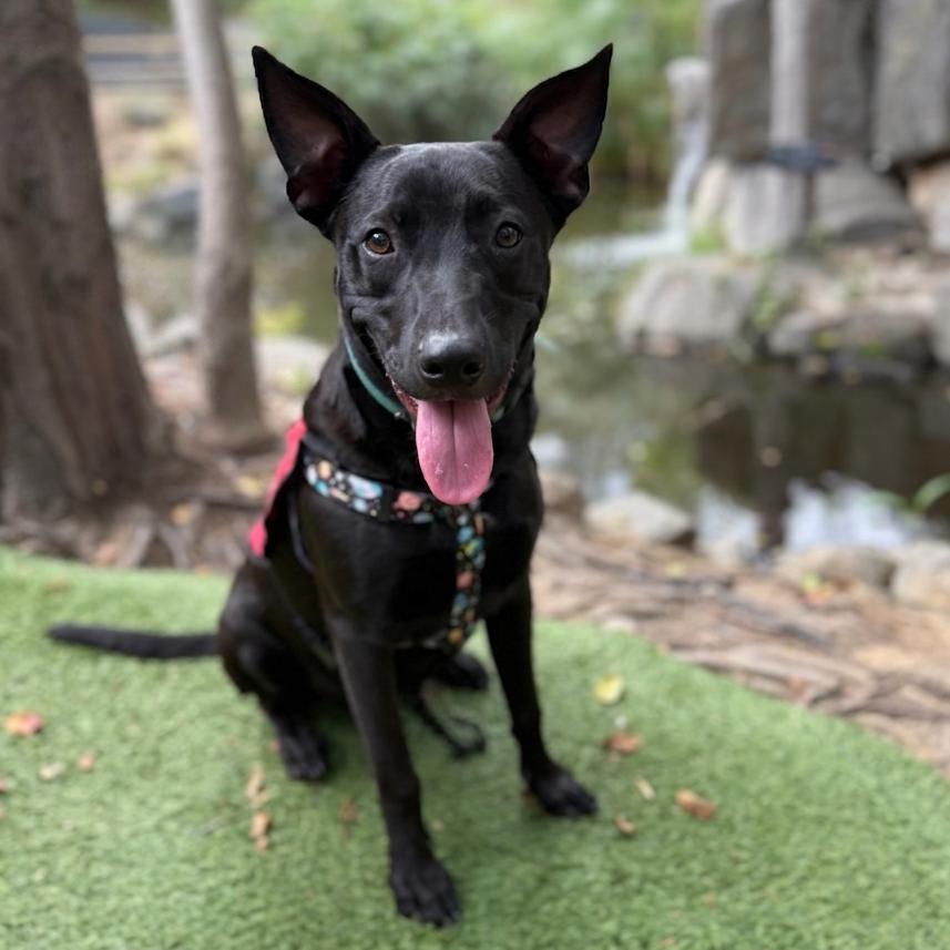 Enlarge Harrison, a Adoptable mixed breed in San Diego, CA image 3/6