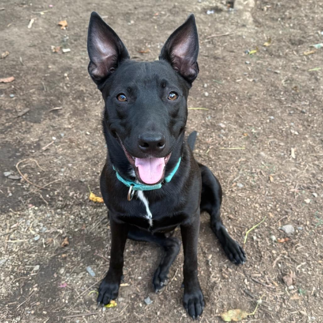 Enlarge Harry, a Adoptable mixed breed in San Diego, CA image 3/5