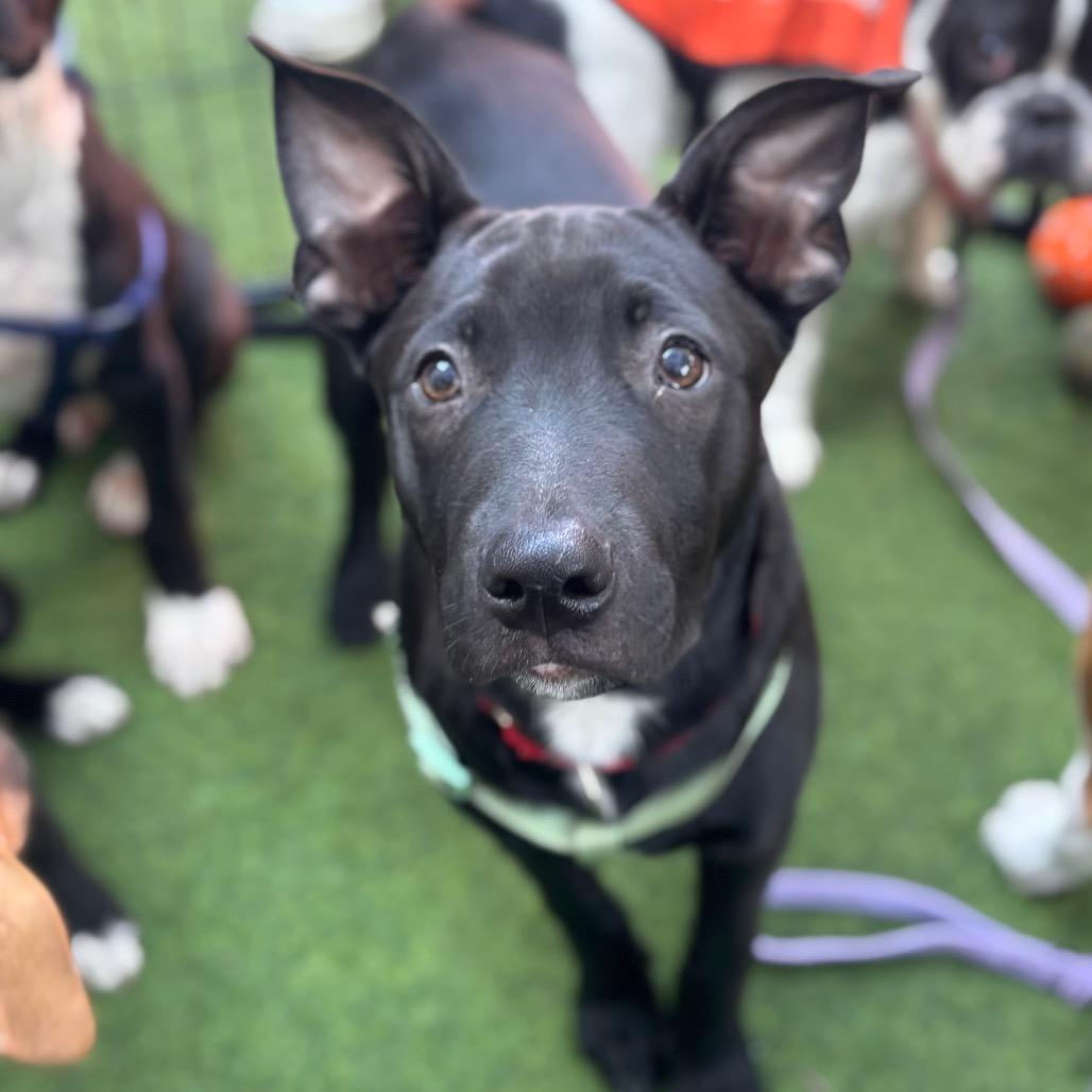 Enlarge Harrison, a Adoptable mixed breed in San Diego, CA image 3/6