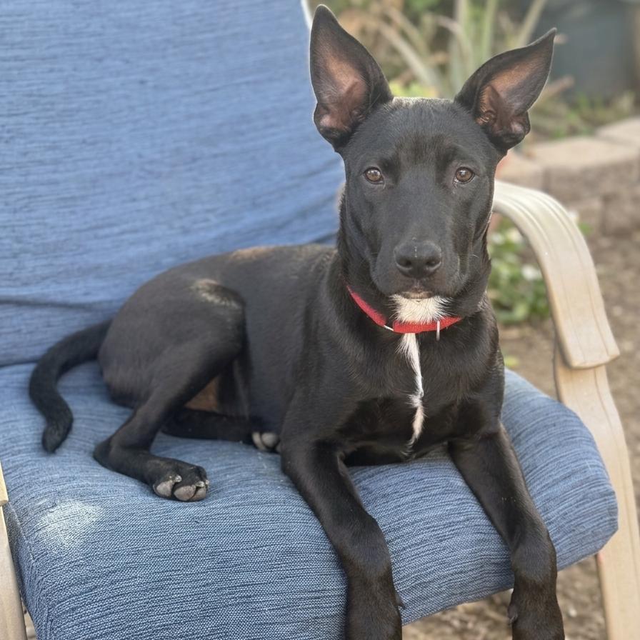 Enlarge Harrison, a Adoptable mixed breed in San Diego, CA image 3/6