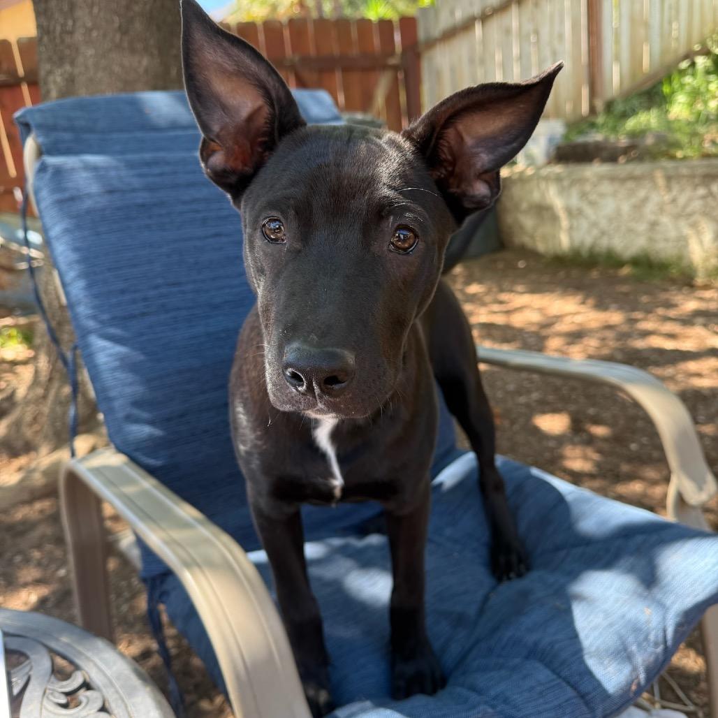 Enlarge Harrison, a Adoptable mixed breed in San Diego, CA image 4/6